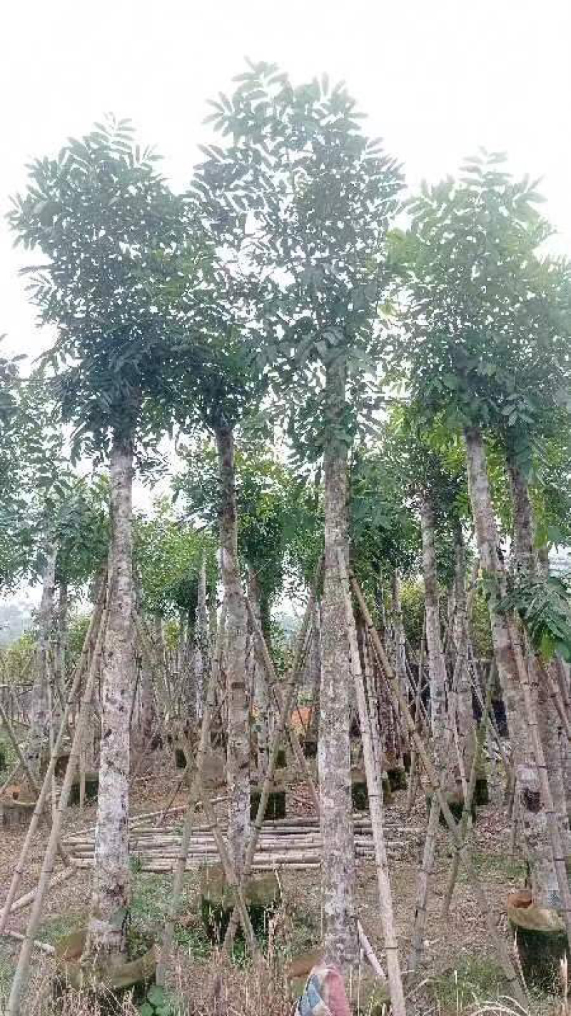 桃花心木基地直销规格齐全质量优欢迎老板来电咨询合作