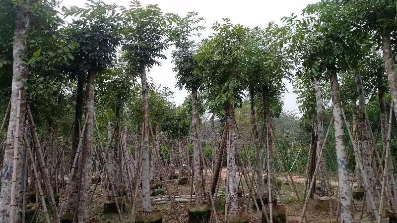 桃花心木基地直销规格齐全质量优欢迎老板来电咨询合作