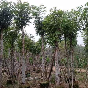 桃花心木基地直销规格齐全质量优欢迎老板来电咨询合作