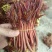 大竹香椿芽产地直发一手货源充足