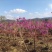 紫花风铃木基地直销规格齐全欢迎老板前来咨询合作