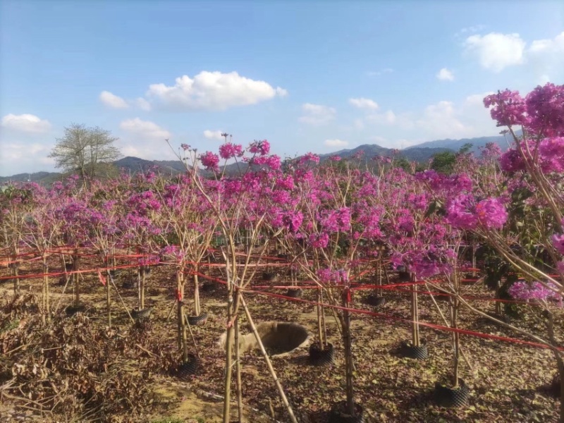 紫花风铃木基地直销规格齐全欢迎老板前来咨询合作