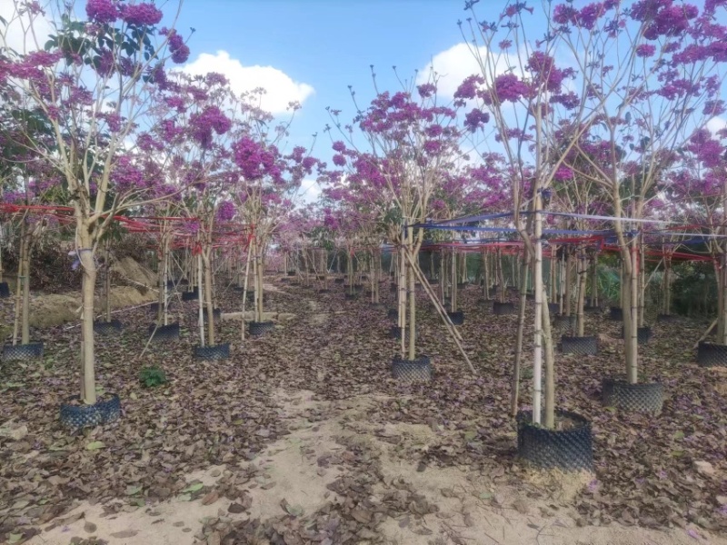 紫花风铃木基地直销规格齐全欢迎老板前来咨询合作