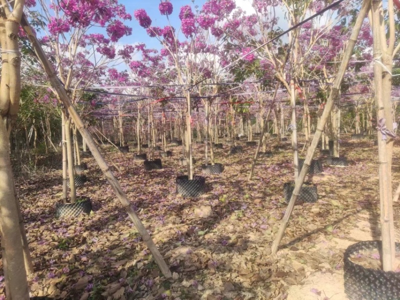 紫花风铃木基地直销规格齐全欢迎老板前来咨询合作