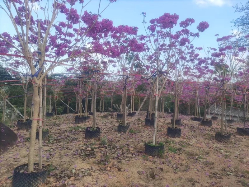 紫花风铃木基地直销规格齐全欢迎老板前来咨询合作