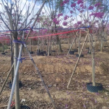 紫花风铃木基地直销规格齐全欢迎老板前来咨询合作