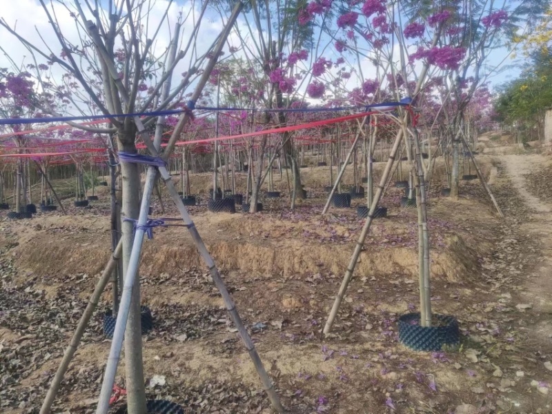 紫花风铃木基地直销规格齐全欢迎老板前来咨询合作