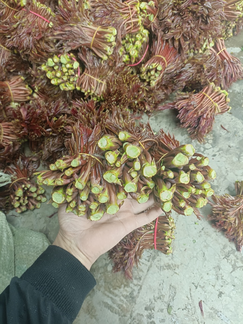 大竹香椿芽产地直发一手货源充足
