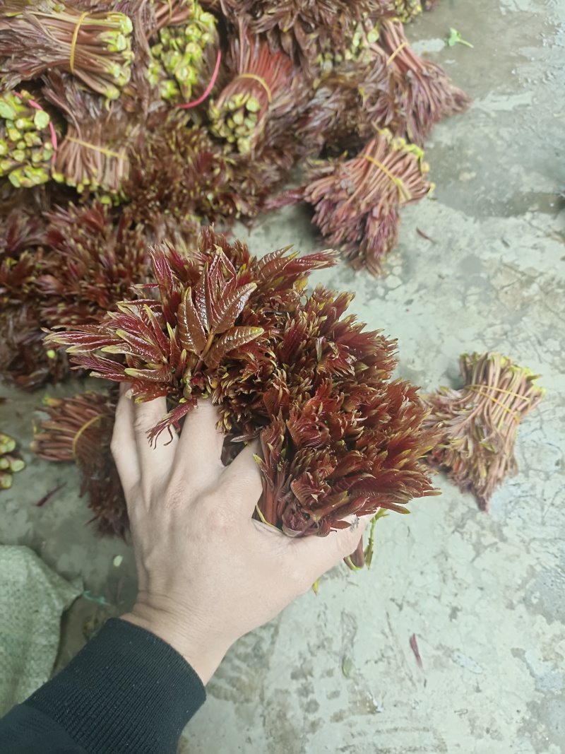 大竹香椿芽产地直发一手货源充足