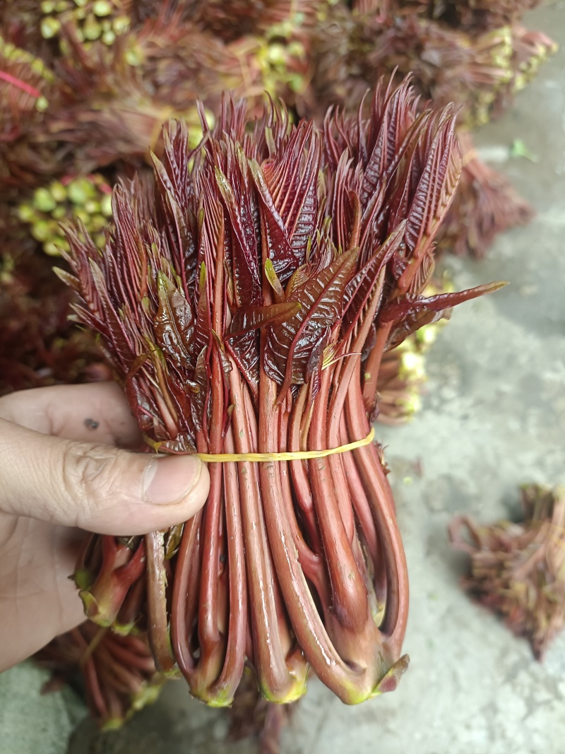 大竹香椿芽产地直发一手货源充足