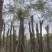 红花楹基地直销规格齐全欢迎老板来电咨询合作