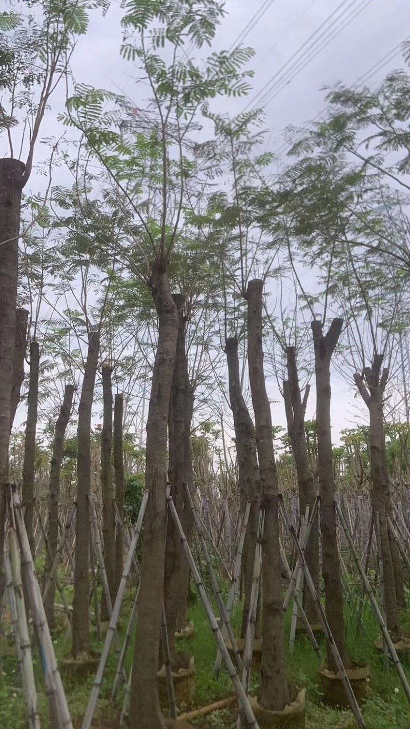 红花楹基地直销规格齐全欢迎老板来电咨询合作