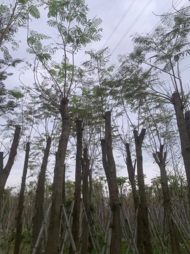 红花楹基地直销规格齐全欢迎老板来电咨询合作