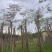 红花楹基地直销规格齐全欢迎老板来电咨询合作