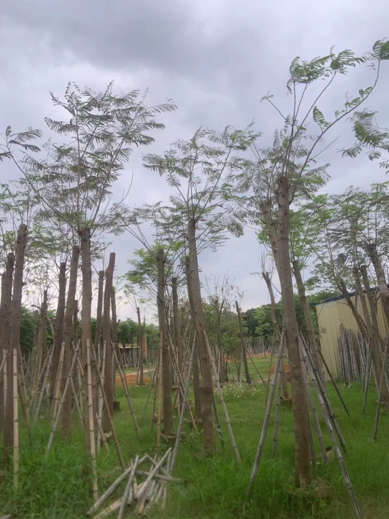 红花楹基地直销规格齐全欢迎老板来电咨询合作
