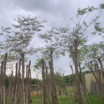 红花楹基地直销规格齐全欢迎老板来电咨询合作