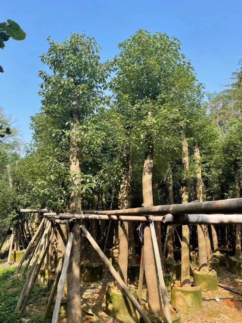 香樟基地直销规格齐全质量优欢迎老板来电洽谈合作