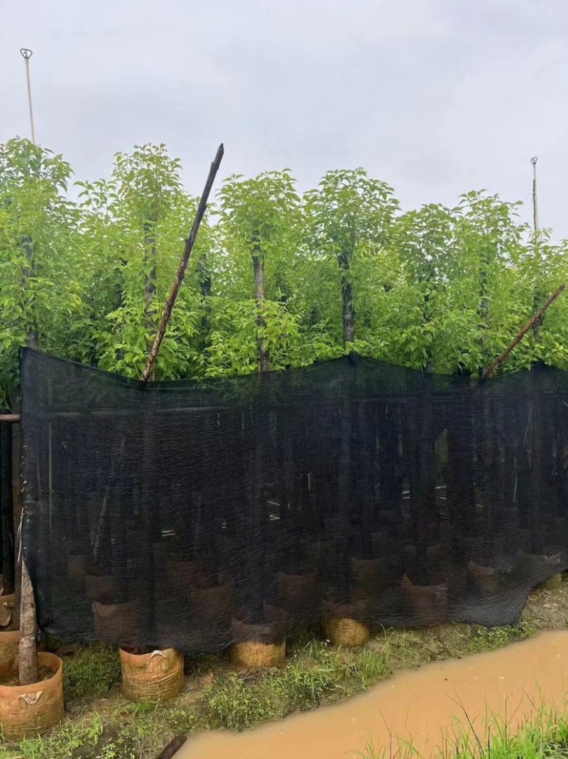 香樟基地直销规格齐全质量优欢迎老板来电洽谈合作