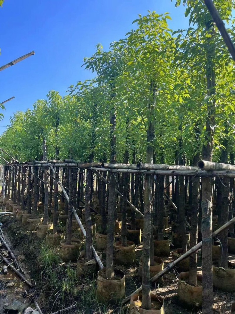 香樟基地直销规格齐全质量优欢迎老板来电洽谈合作