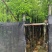 香樟基地直销规格齐全质量优欢迎老板来电洽谈合作