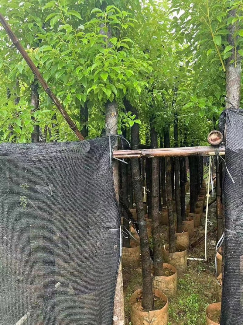 香樟基地直销规格齐全质量优欢迎老板来电洽谈合作