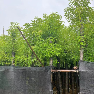 香樟基地直销规格齐全质量优欢迎老板来电洽谈合作