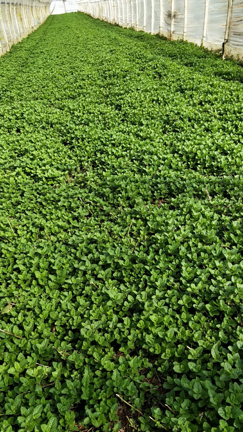 可食用薄荷，300亩种植基地，可批发对接餐饮连锁店，批发