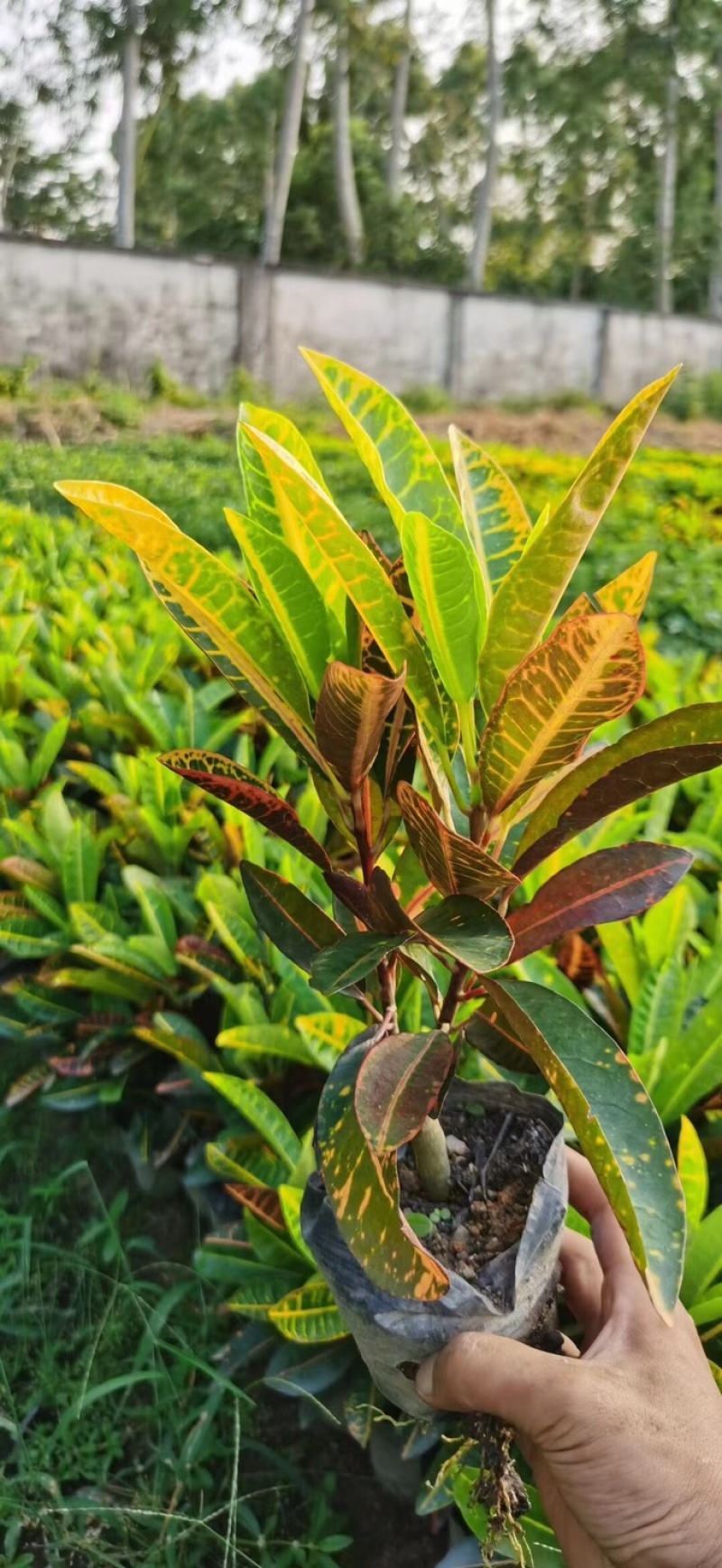 变叶木小杯中杯基地直销质量优质欢迎老板来电咨询合作
