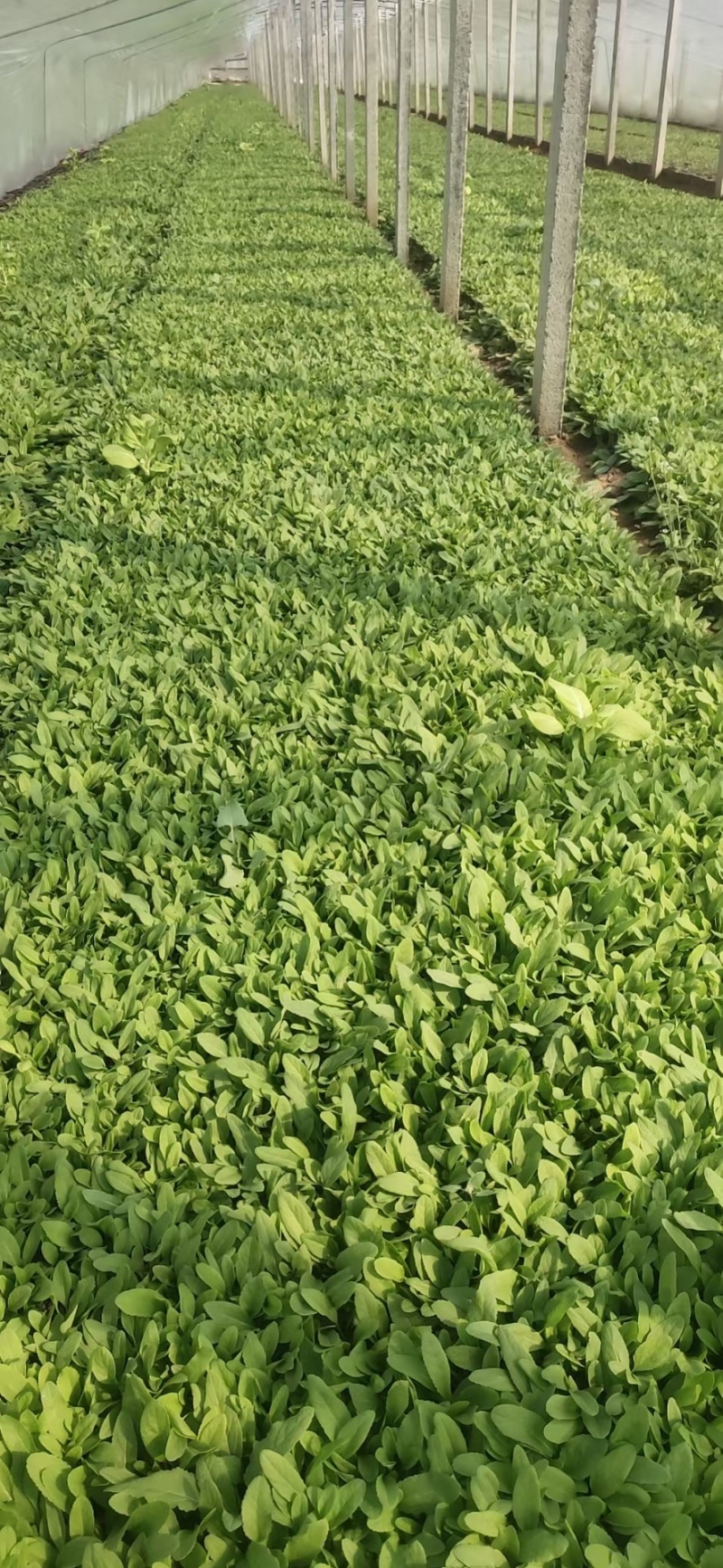 鼠尾草