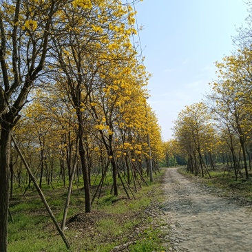 黄花风铃木，金丝楠木