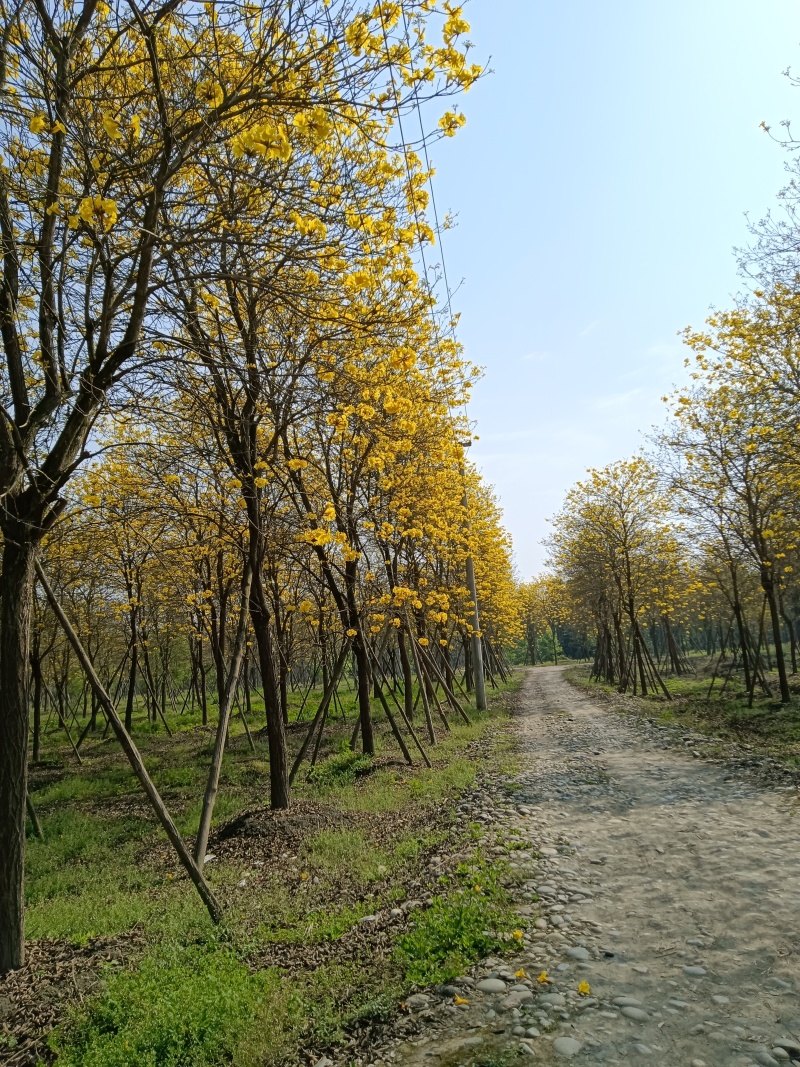 黄花风铃木，金丝楠木