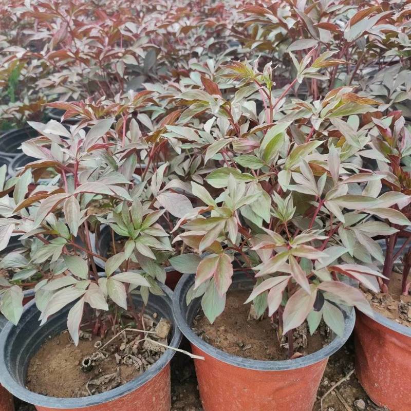 绿化芍药杯苗成活率高可大批量走货价格优惠