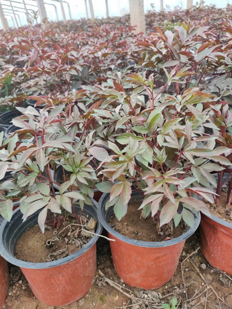 绿化芍药杯苗成活率高可大批量走货价格优惠