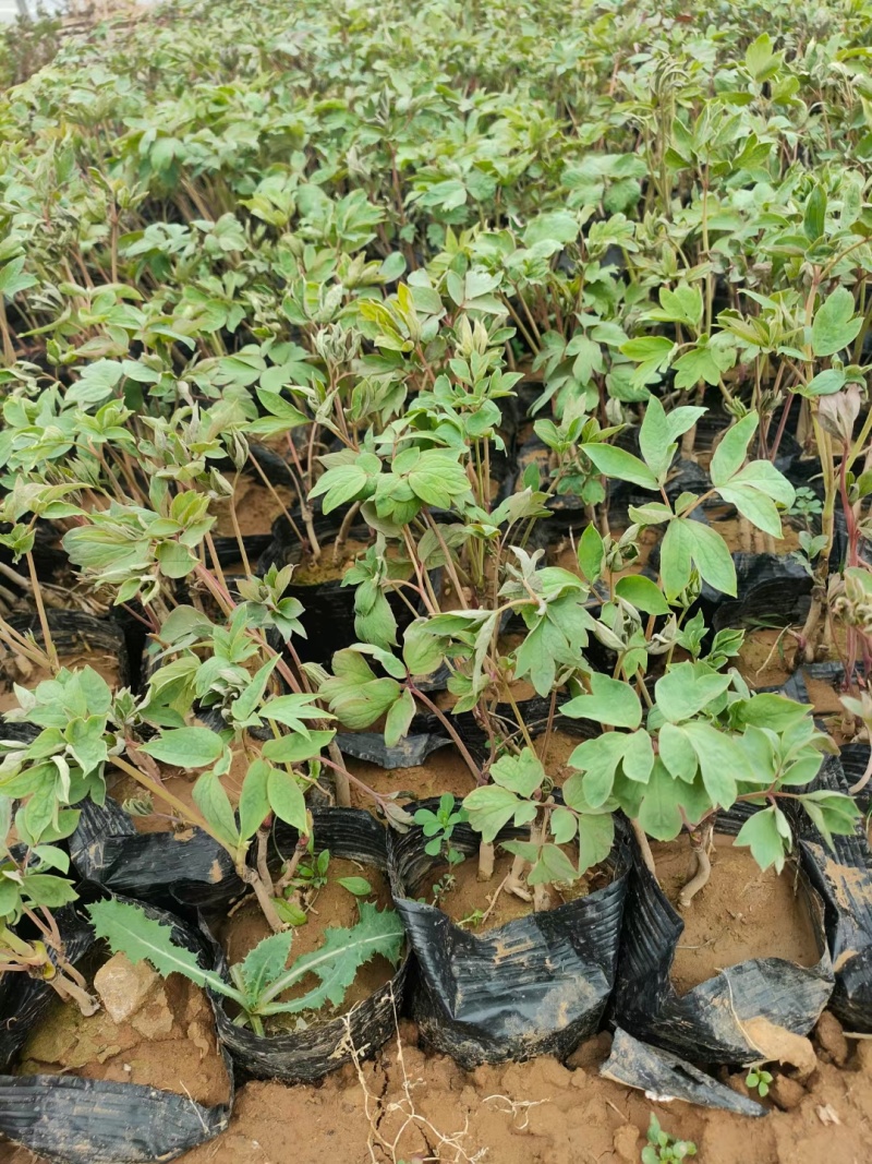 绿化芍药杯苗成活率高可大批量走货价格优惠