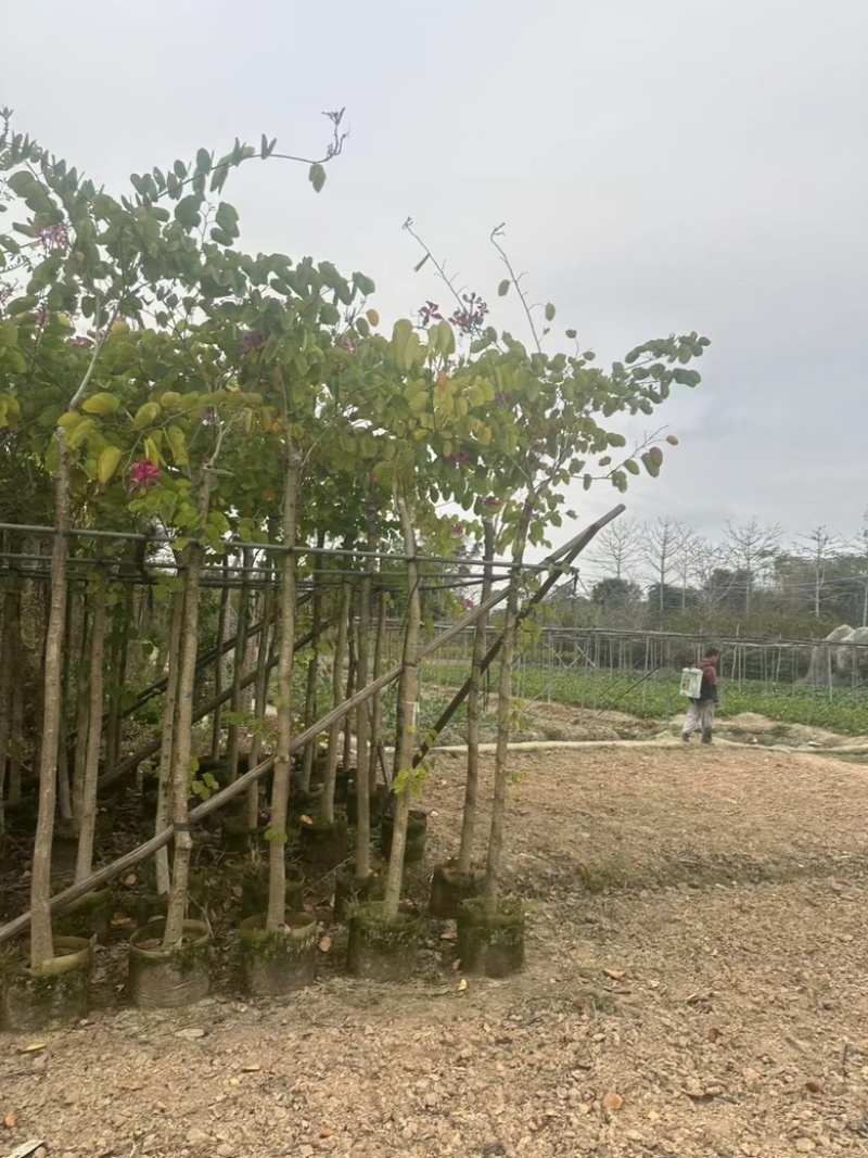 红花紫荆