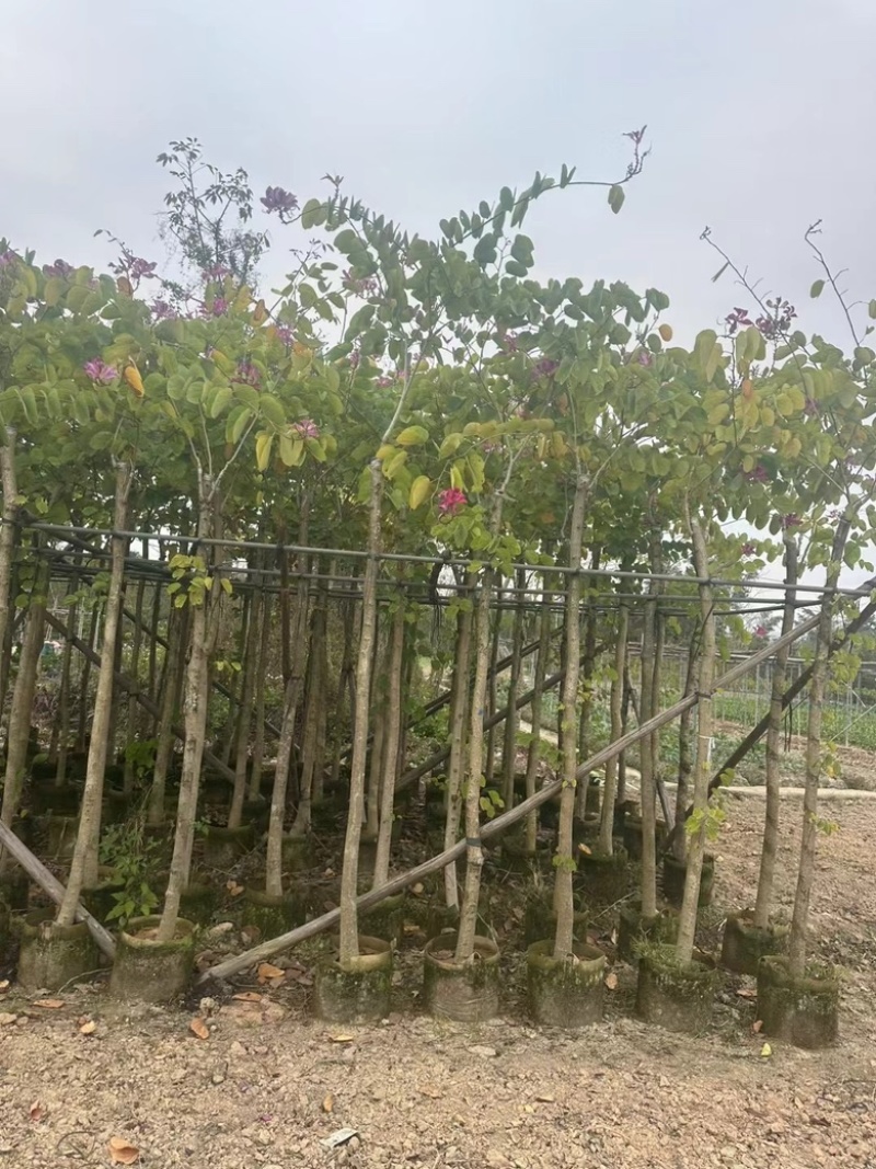 红花紫荆