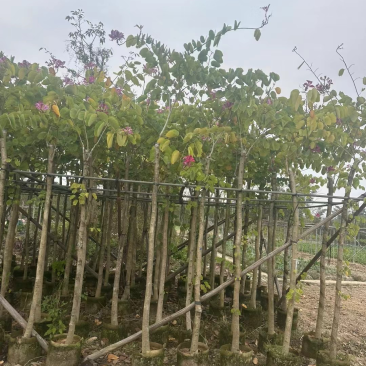 红花紫荆