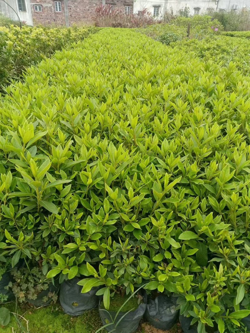 毛杜鹃