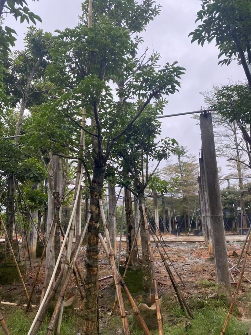 秋枫骨架苗