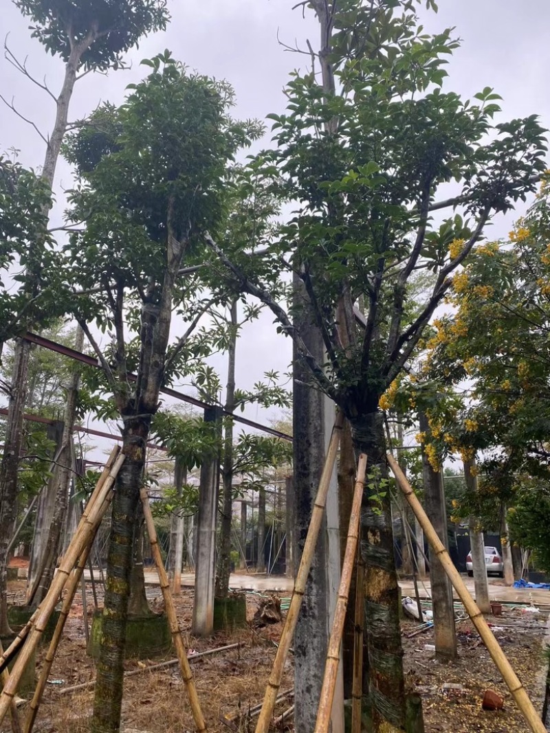 秋枫骨架苗