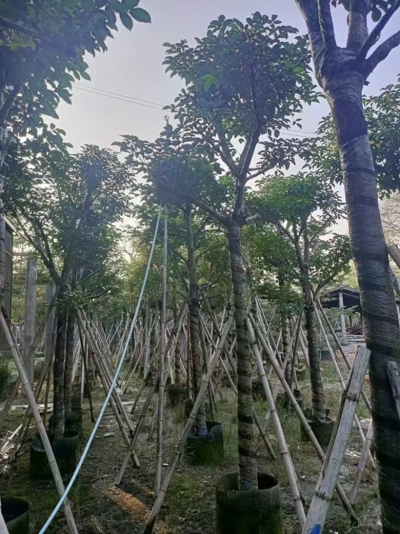 秋枫骨架苗