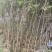 黄花风铃木