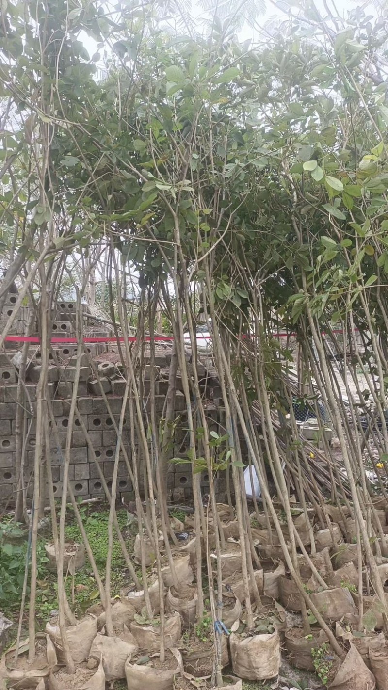 黄花风铃木