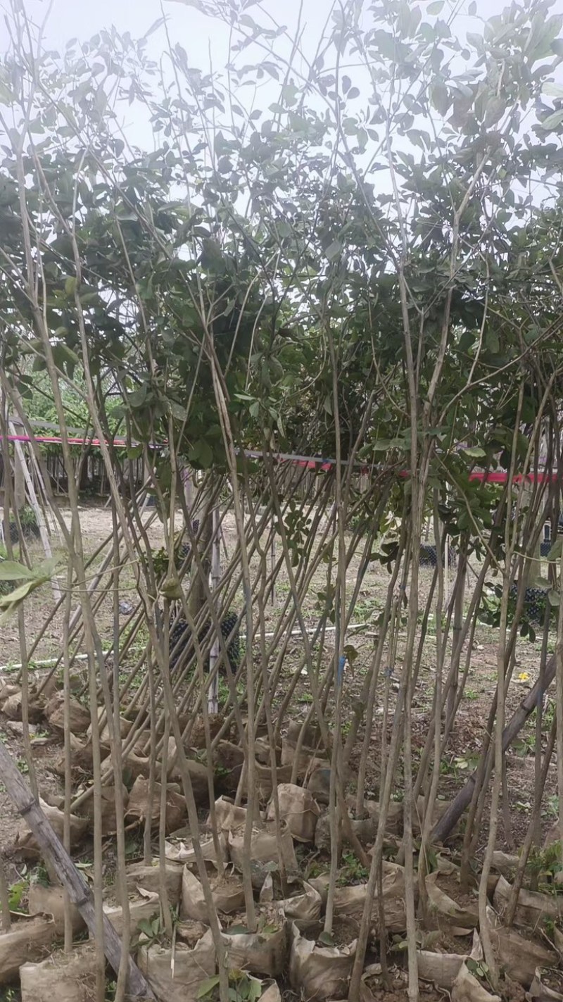 黄花风铃木