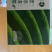 贵州特产欧标抹茶