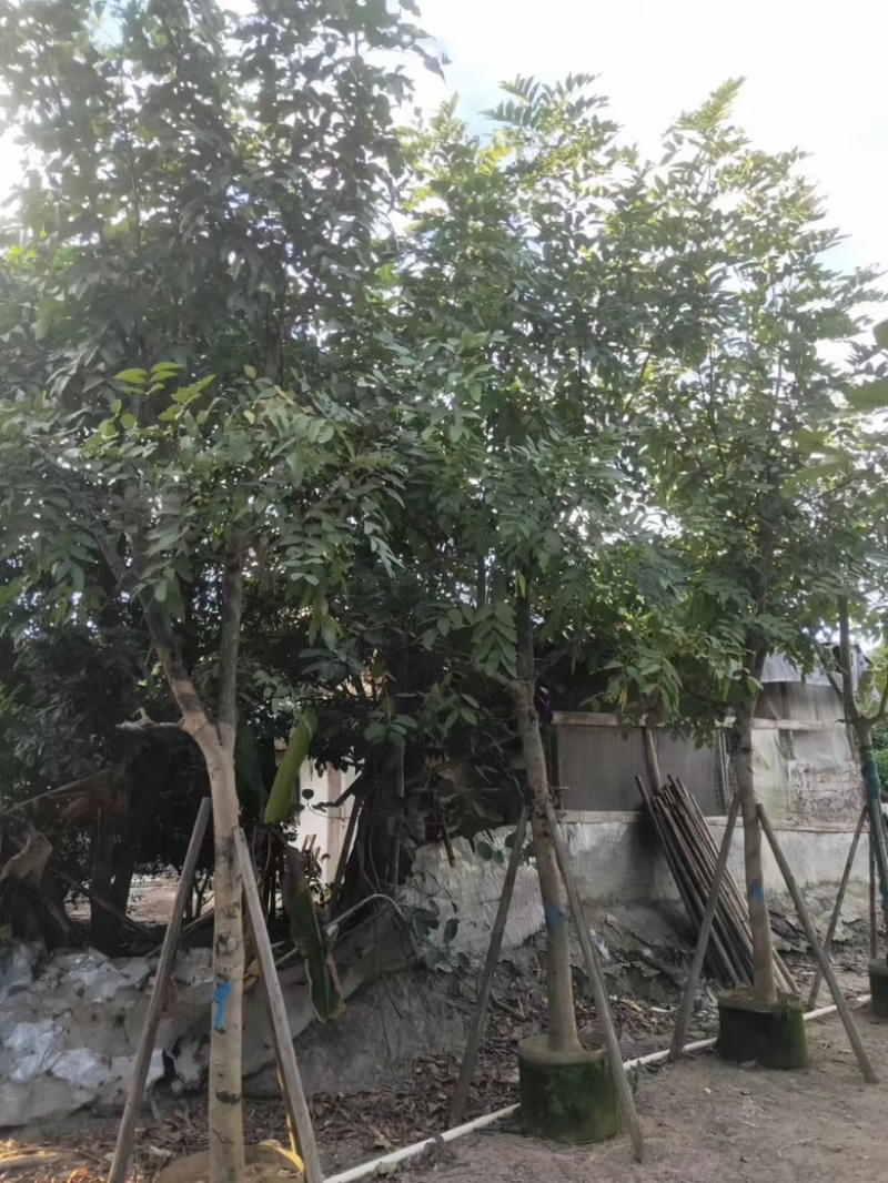 黄花腊肠树