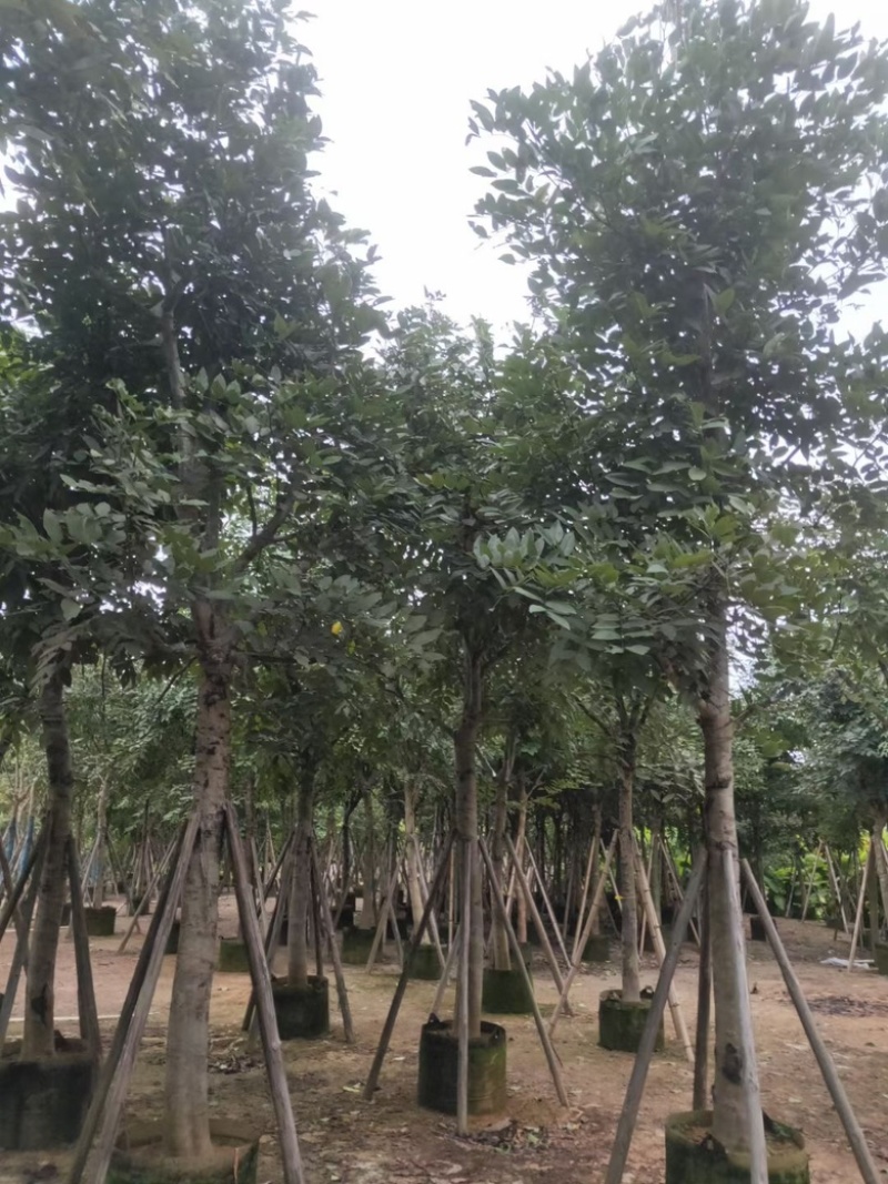 黄花腊肠树