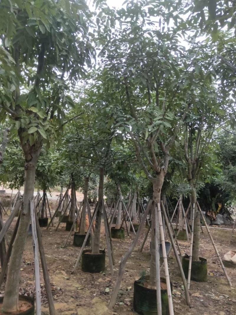 黄花腊肠树