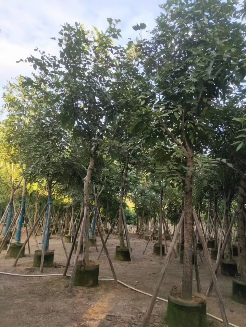 黄花腊肠树