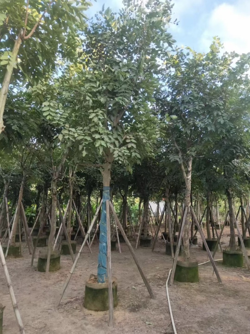 黄花腊肠树